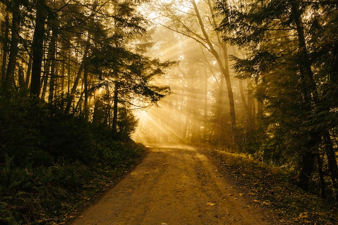 Forest road with fall sunlight