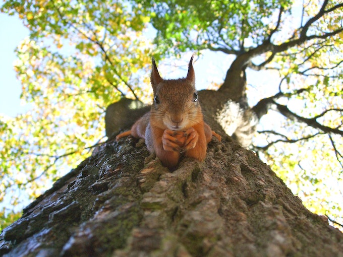 Squirrel on a tree facing the camera