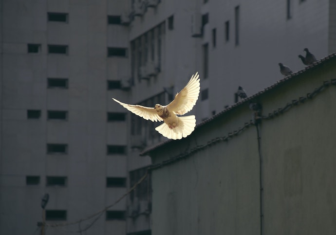 Dove in the air