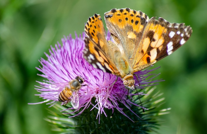 Butterfly and bee on a flower