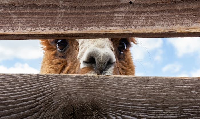 Lama looking through a fence