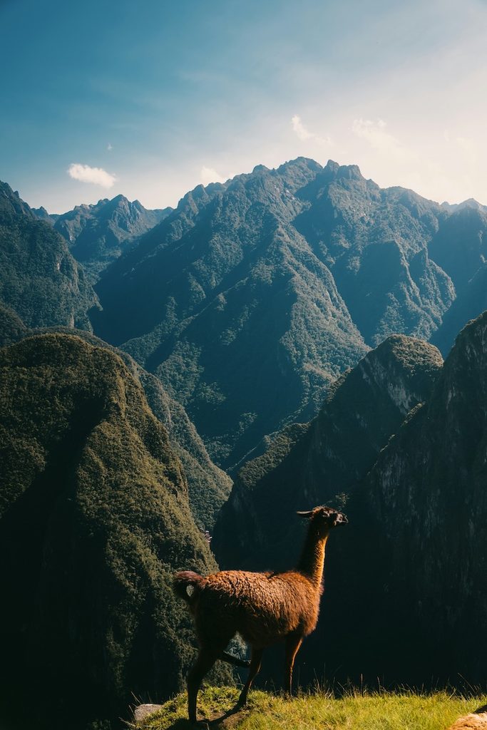 A Lama on top of the mountains