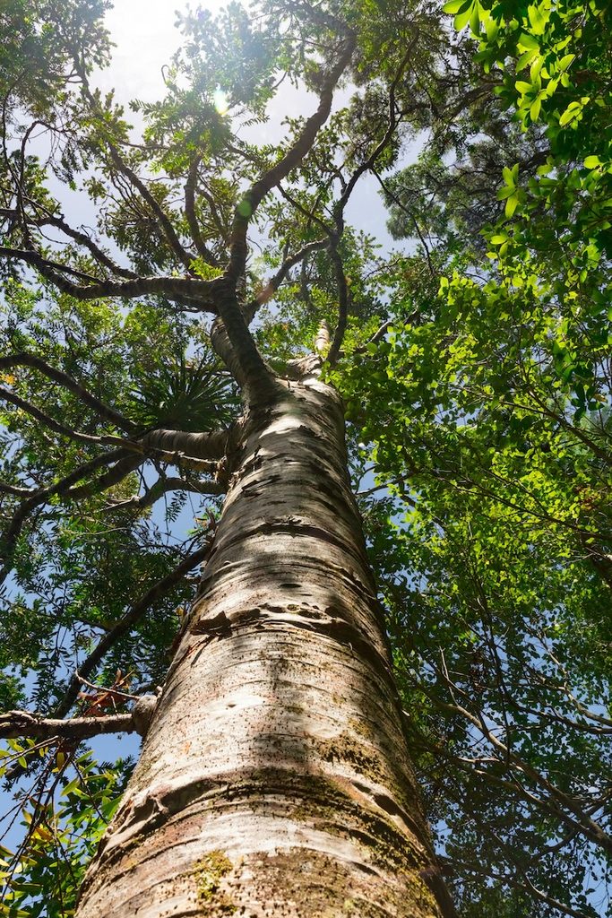 A tree looking from the bottom up